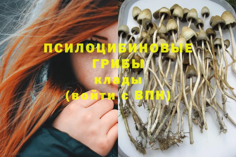 цена   Чебоксары  Галлюциногенные грибы MAGIC MUSHROOMS 